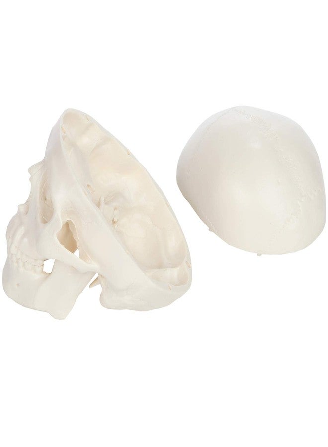 Axis Scientific Miniature Human Skull Model, 3.5" Tall 3-Part Anatomical Mini Human Skull Model with Removable Skull Cap and Moving Jaw, Realistic Skull Anatomy Model Includes Detailed Product Manual, Axis Scientific - Image 4